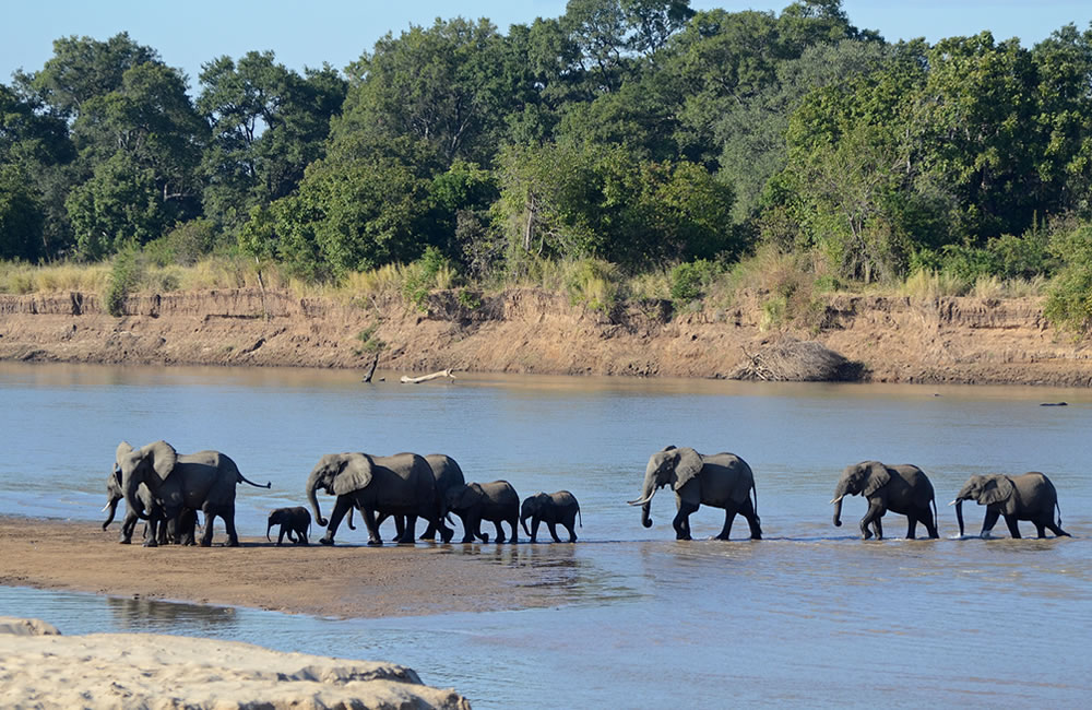 South Luangwa National Park