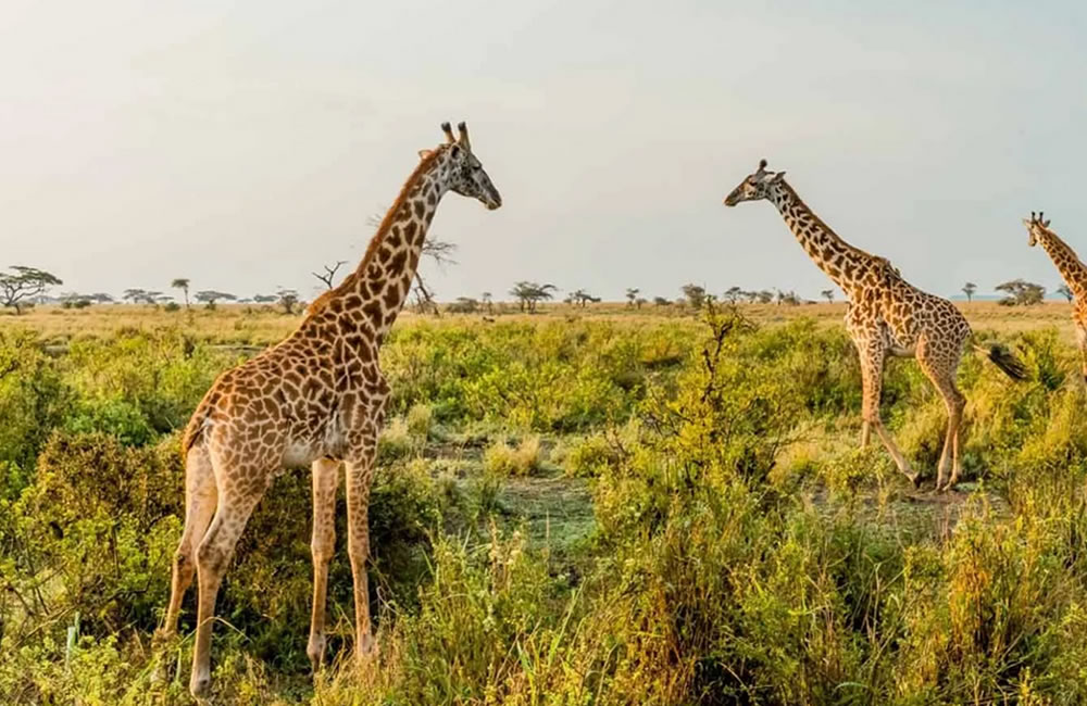 Game Viewing Safari