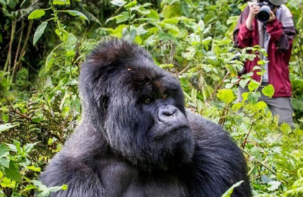 A Practical Guide to Gorilla Trekking in Africa