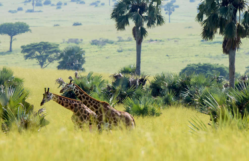 Ecotourists find Uganda as a New Hotspot